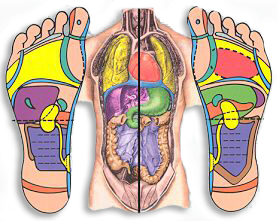 Reflexology-Foot-Chart-Image Reflexology-Foot-Chart-Image